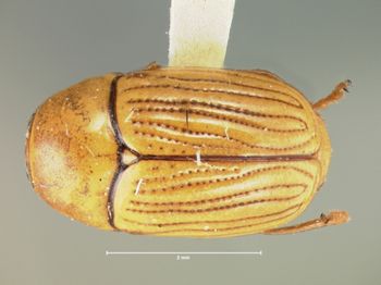 Media type: image; Entomology 9262   Aspect: habitus dorsal view